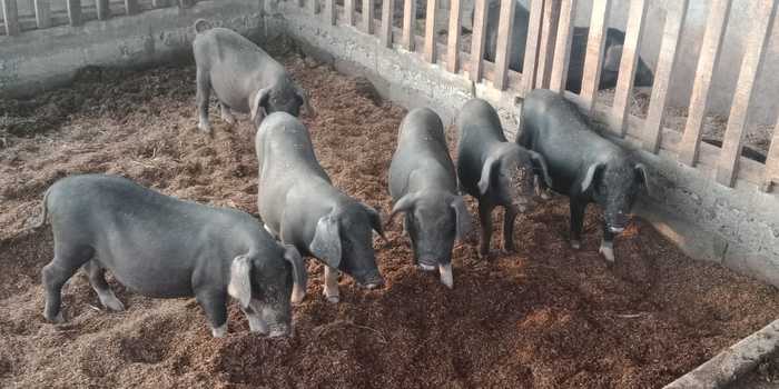 What we do :: Lao-indigenous-pig-breeds